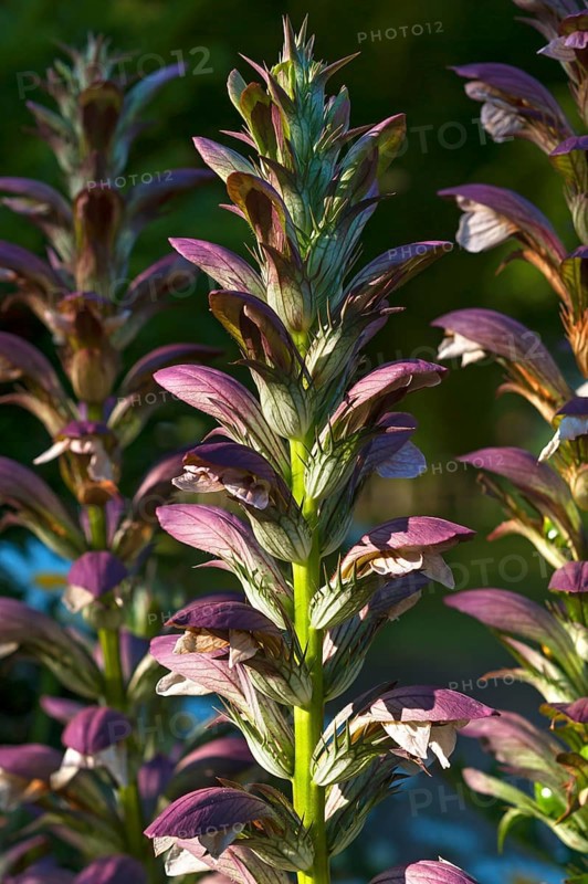Hungarian Bear's-breeches (Acanthus hungaricus)