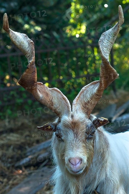 Girgentana goat (Capra)