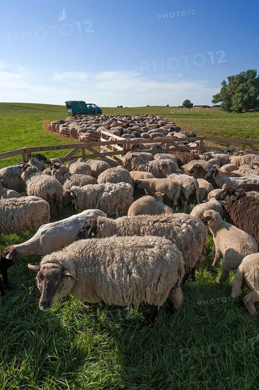 Sheep crammed together