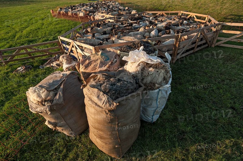 Sheep in the pen
