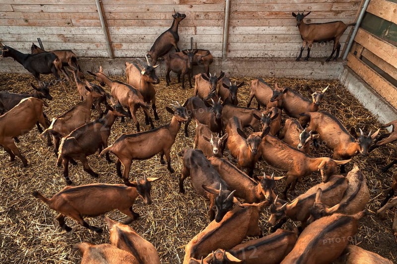 Young goats in a stable