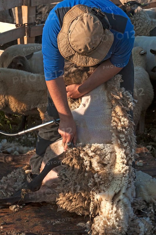 Shearer shearing sheep