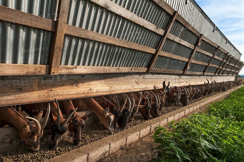 Dairy goats eating
