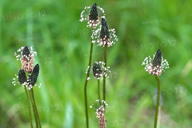 English plantain (Plantago lanceolate)