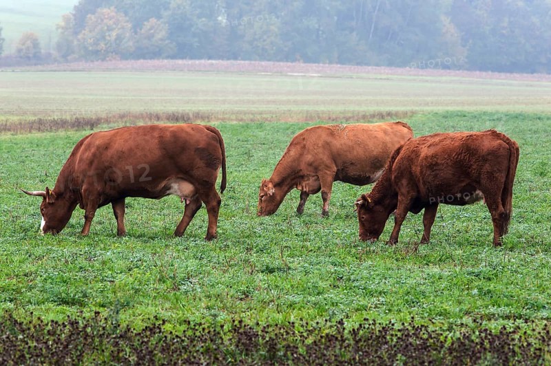 Grazing Salers cattle