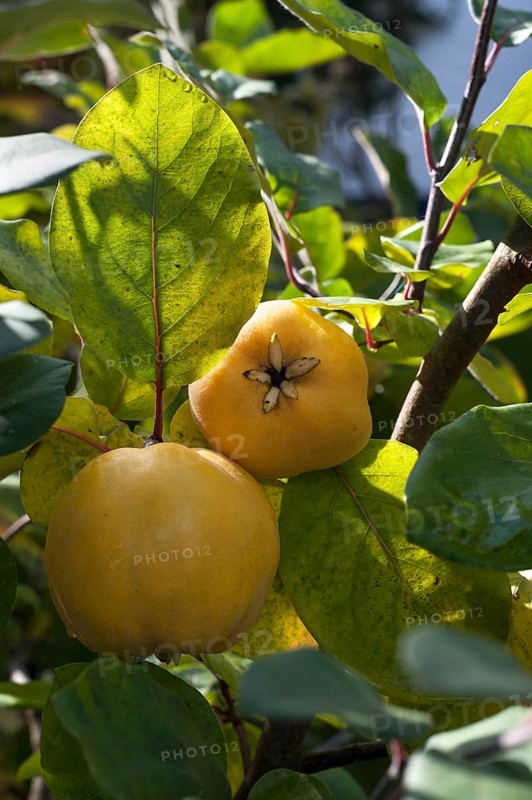Ripe quinces (Cydonia oblonga) on tree