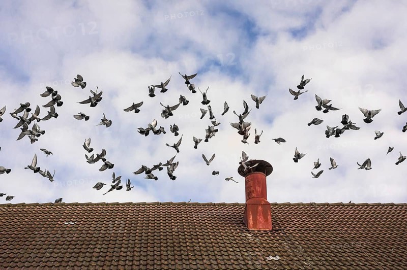 Pigeons (Columba livia domestica) flying above roof