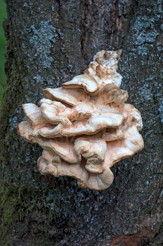 Bracket fungus (Fomitopsis sp.) on cherry tree (Prunus sp.)
