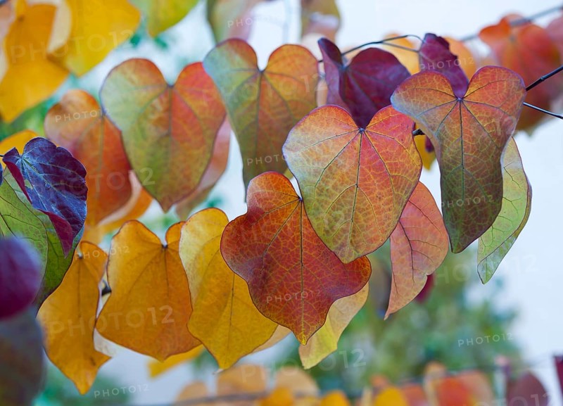 Leaves in autumn colors