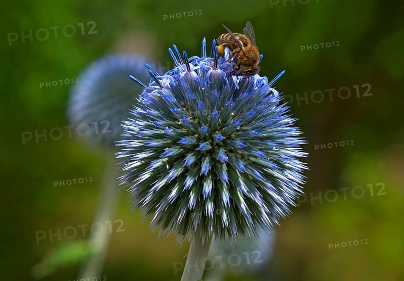 Honey bee (Apis sp.) on glandular globe-thistle (Echinops sphaerocephalus)