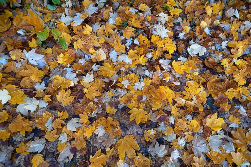 Field maple (Acer campestre) leaves on ground