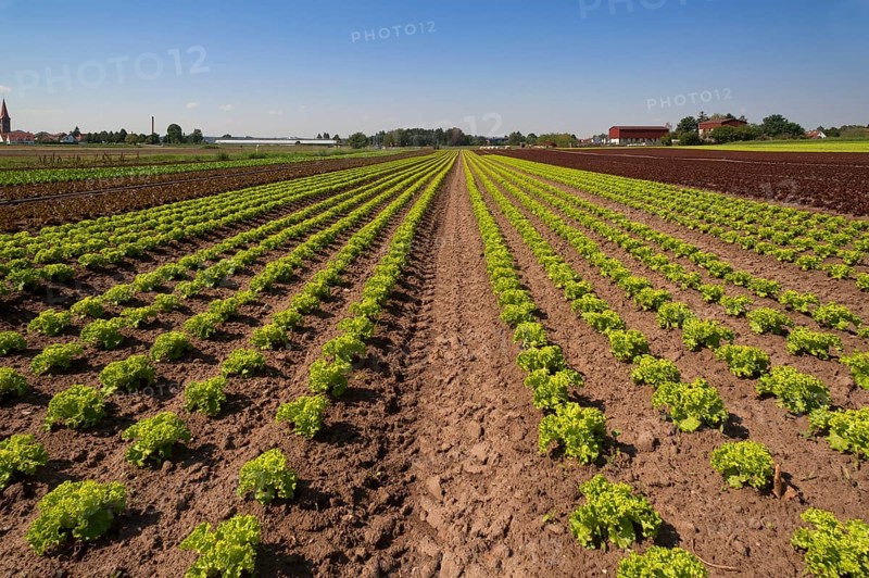 Lettuce growing