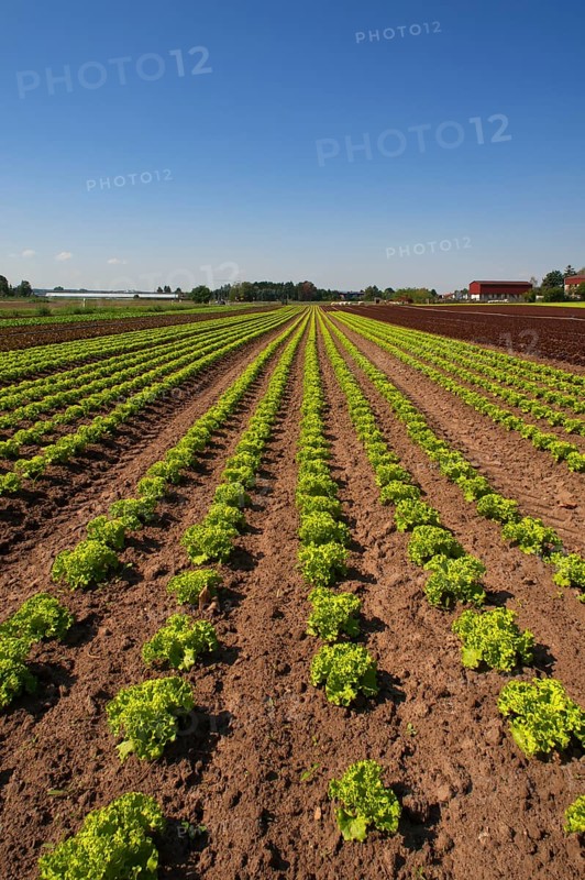 Lettuce growing