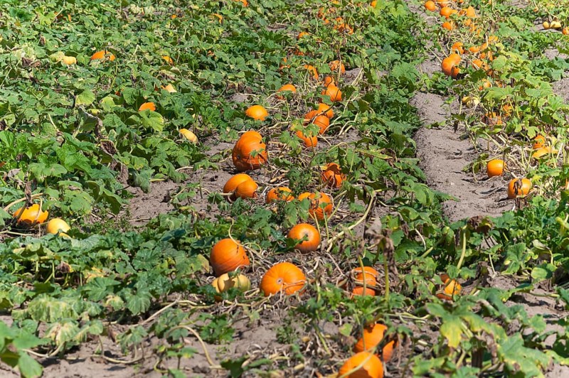 Hokkaido pumpkin