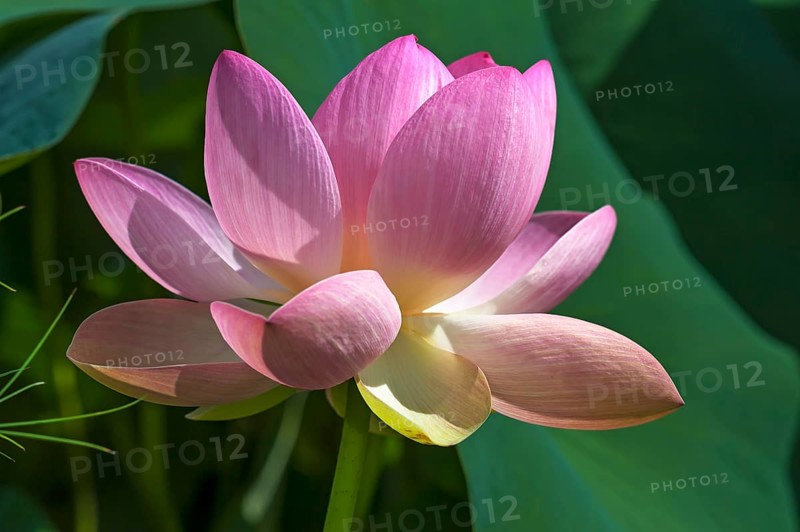 Indian lotus