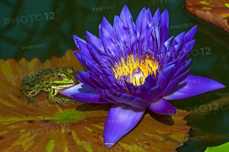 Cape blue waterlily (Nymphaea capensis) and edible frog (Pelophylax esculentus) on lily pad