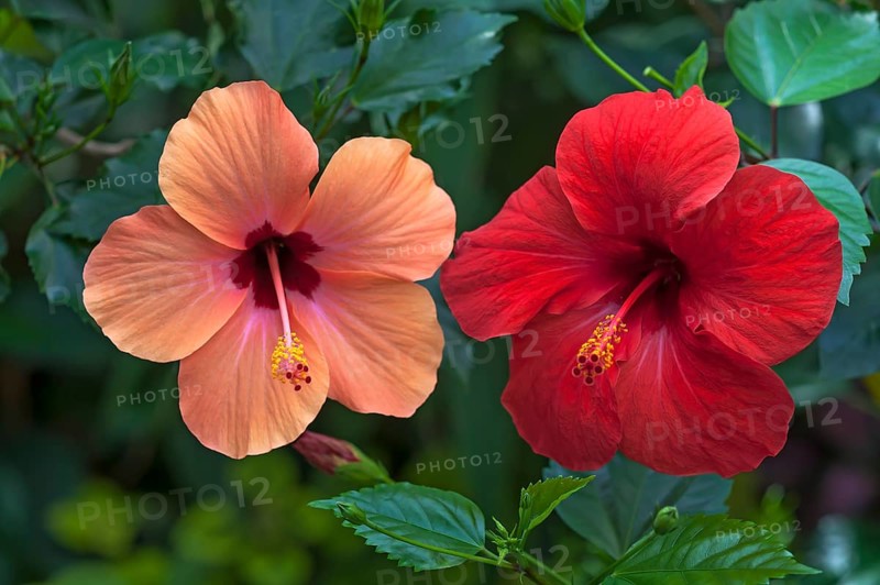 Chinese hibiscus (Hibiscus rosa-sinensis)