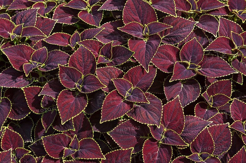 Coleus (Solenostemon scutellarioides)