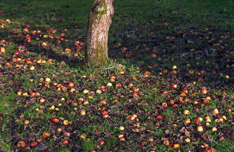 Apples (Malus sp.) in grass