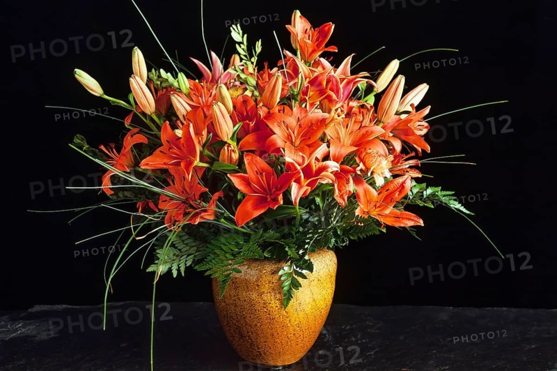 Benguet lilies (Lilium philippinense) in vase