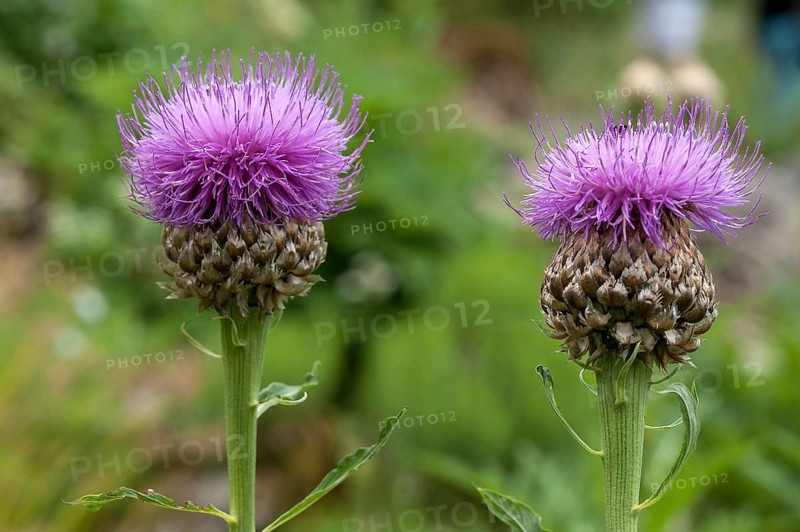 Greater Knapweed (Centaurea scabiosa)