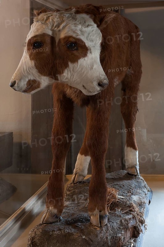 Taxidermy