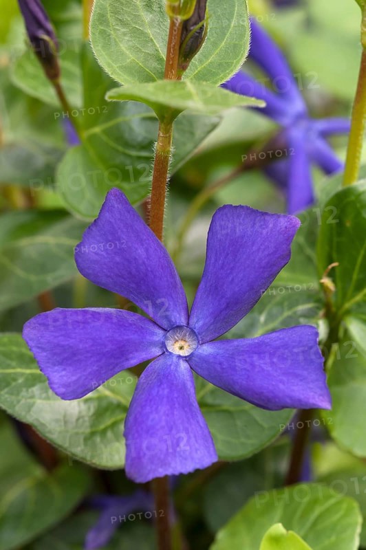 Greater Periwinkle (Vinca major)