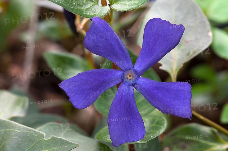 Greater Periwinkle (Vinca major)