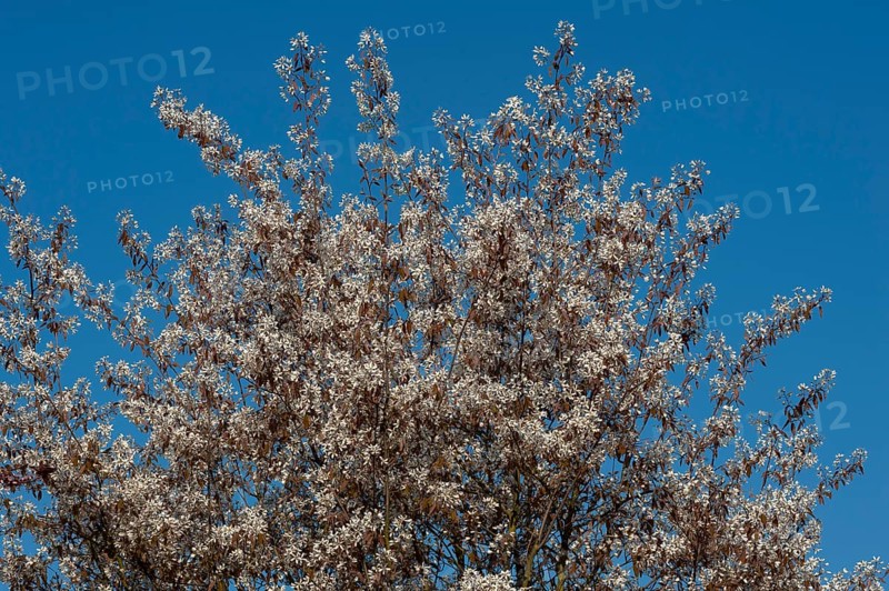 Blooming Juneberry (Amelanchier lamarckii)