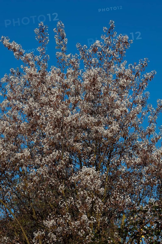 Blooming Juneberry (Amelanchier lamarckii)