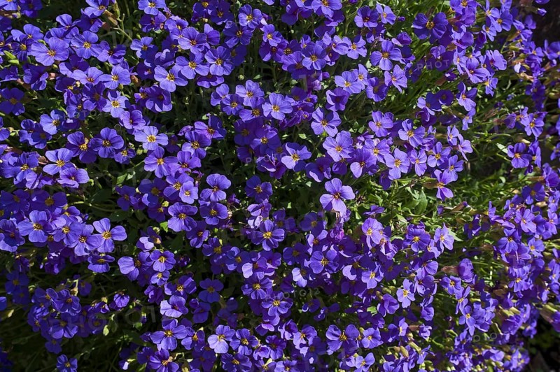 Lilacbush (Aubrieta deltoidea)