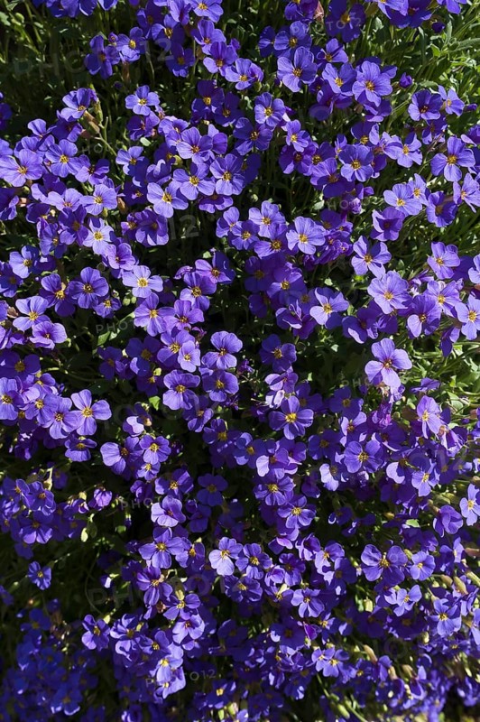 Lilacbush (Aubrieta deltoidea)