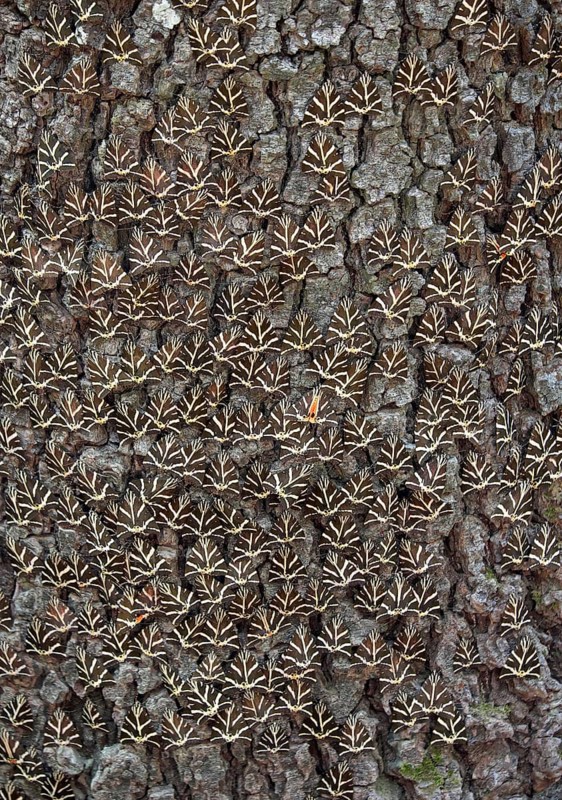 Jersey Tigers (Euplagia quadripunctaria)