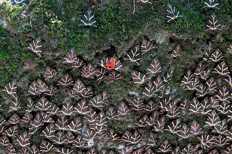 Jersey Tigers (Euplagia quadripunctaria)