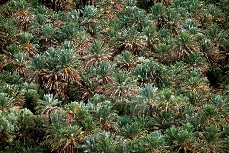 Date palms (Phoenix dactylifera) in Tafilalet oasis