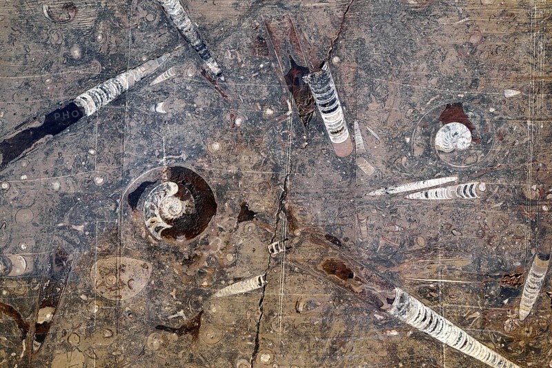 Fossils in Erfoud