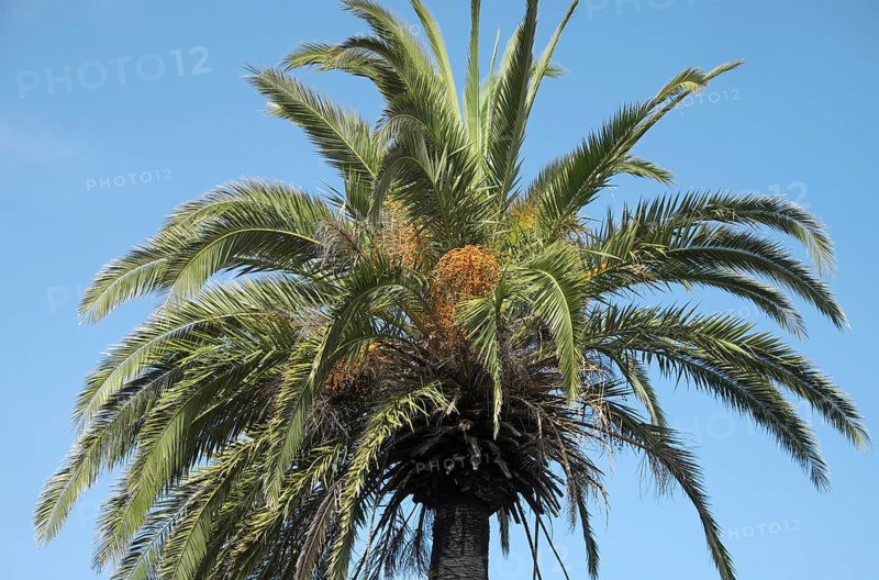 Canary Island date palm (Phoenix canariensis)