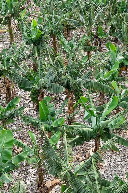 Banana plantation