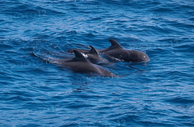 Small group of pilot whales (Globicephala)