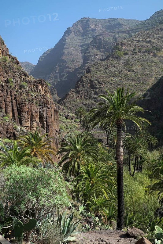 Palm trees in the Valle Gran Rey
