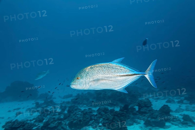 Bluefin trevally (Caranx melampygus)