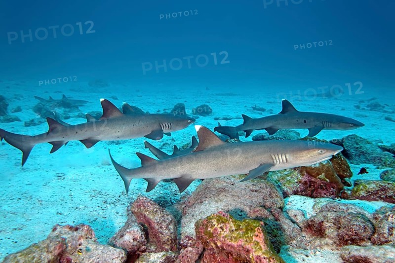 Three white tip reef sharks (Triaenodon obesus) swimming close to seabed