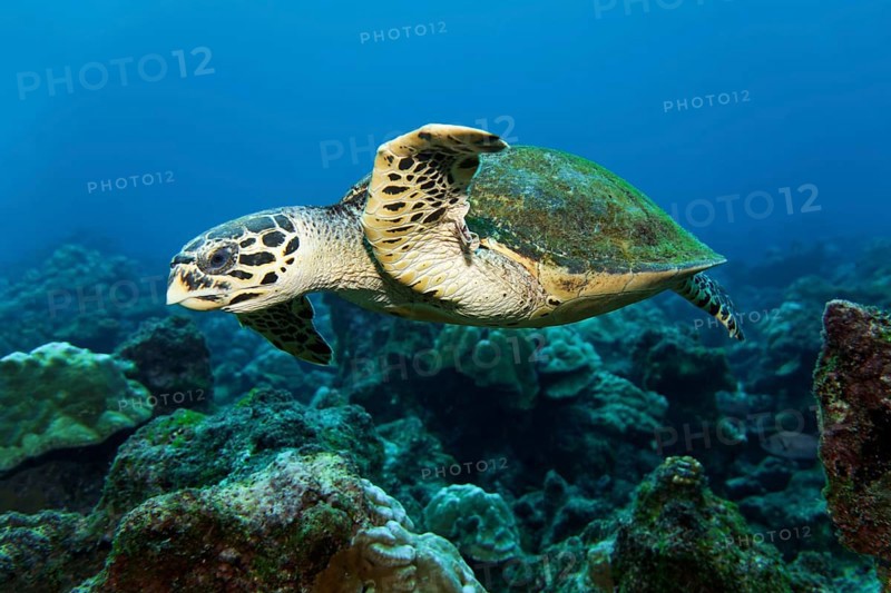 Loggerhead sea turtle or loggerhead (Caretta caretta) swimming over reef
