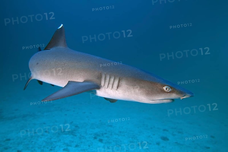 Whitetip reef shark (Triaenodon obesus)