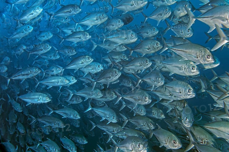 School of bigeye trevally (Caranx sexfasciatus)