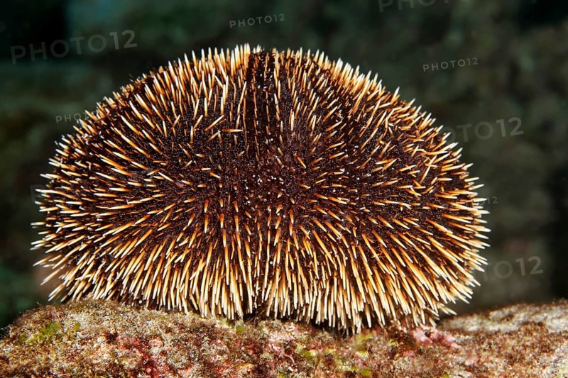 White Sea Urchin (Tripneustes depressus)