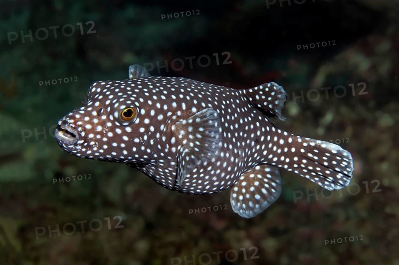 Guineafowl puffer or golden puffer (Arothron meleagris)
