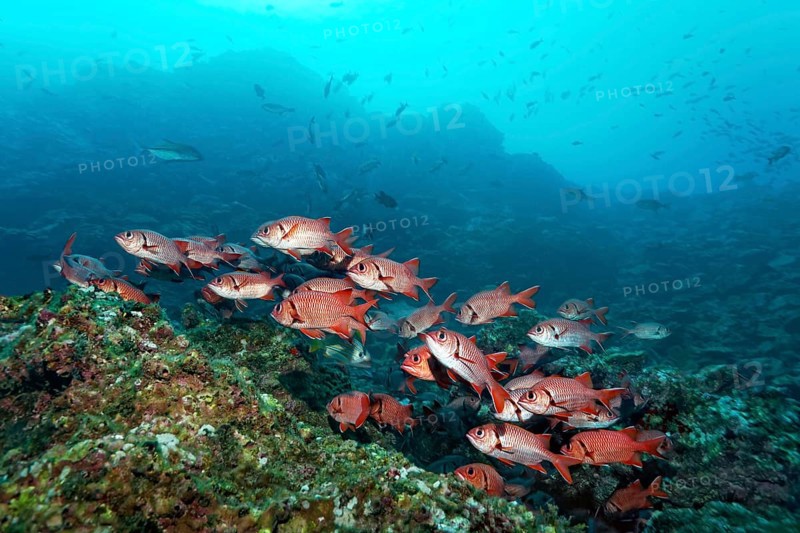 Shoal of blotcheye soldierfish (Myripristis berndti) above coral reef