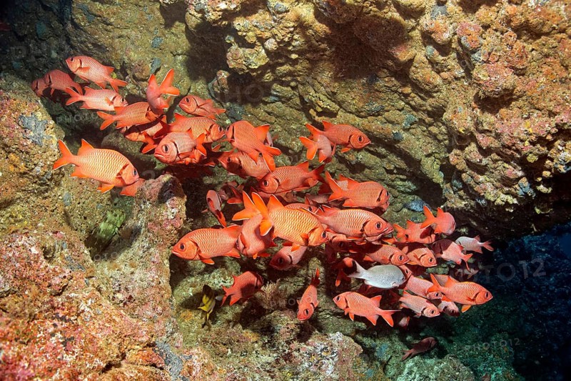 Shoal of blotcheye soldierfish (Myripristis berndti) in coral reef column