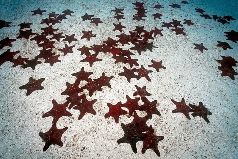 Constellation of Panamic cushion seastars (Pentaceraster cumingi)